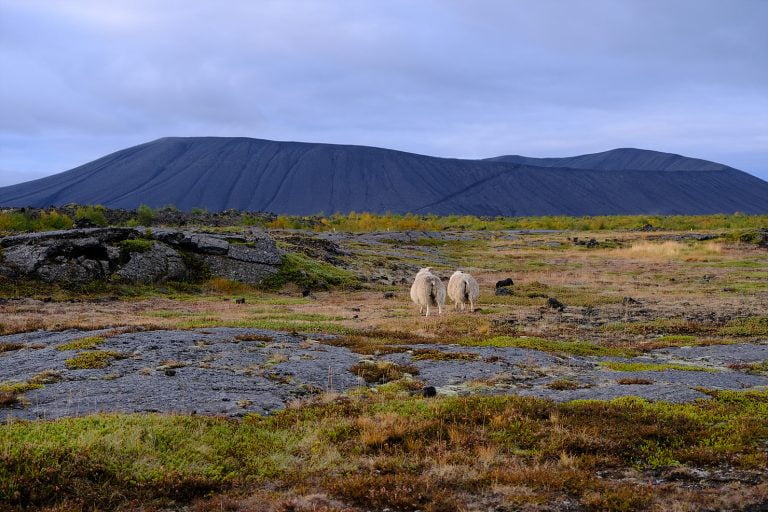 Scopri di più sull'articolo Diario di viaggio: Islanda Day 7
