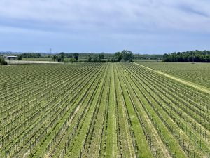 vigne e Bosco di Lison